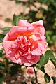 Rose Luis de Brinas 20070601