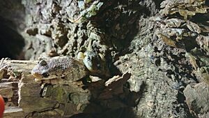 Archivo:Scinax granulatus arborícola (Reserva Natural Paititi)