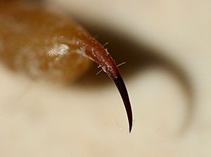 Archivo:ScorpionBarb