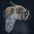 Side bee