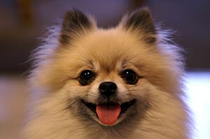 Archivo:Smiling Tan Pomeranian