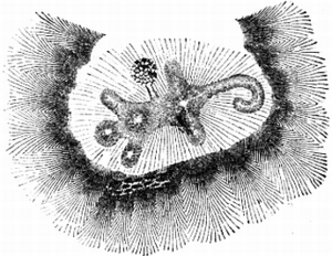 Archivo:So-called-alligator-mound-ohio