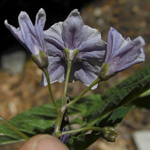 Archivo:Solanum etuberosa (3440821366)