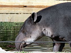 Archivo:Tapir2006a