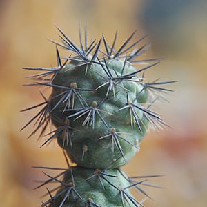 Archivo:Tephrocactus alexanderi