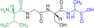 Archivo:Tetrapeptide structural formulae v.1