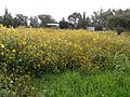 Tocuila girasoles 20181007 (6)