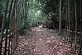 Ui Forest