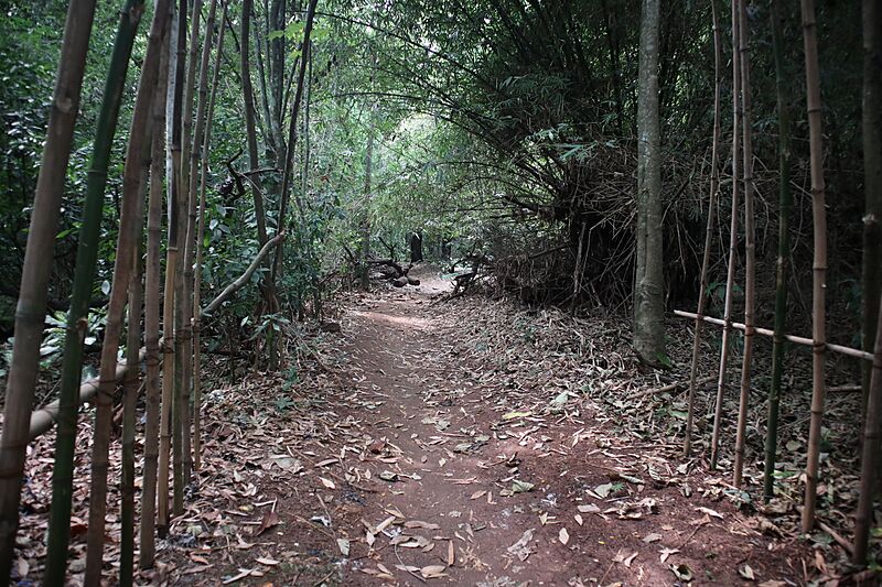 Ui Forest