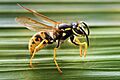 Vespula germanica Horizontalview Richard Bartz