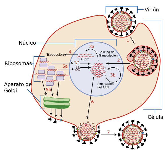 Virus Replication large es