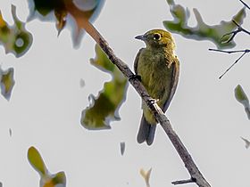 Xenopipo atronitens Black Manakin (female); Canutama, Amazonas, Brazil.jpg