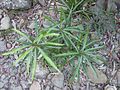 Young Solanum aviculare 2
