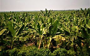 Zona bananera, en las afueras de Aracataca.