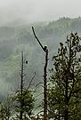 Águilas calvas (Haliaeetus leucocephalus), trayecto ferroviario escénico Seward-Anchorage, Alaska, Estados Unidos, 2017-08-21, DD 99