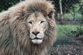 20120219 Olmense Zoo (12)