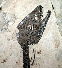 Archivo:9120 - Milano, Museo storia naturale - Scipionyx samniticus - Foto Giovanni Dall'Orto 22-Apr-2007