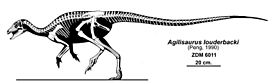 Archivo:Agilisaurus louderbacki