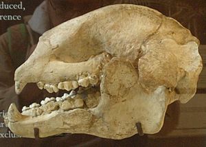 Archivo:Ailuropoda fovealis skull