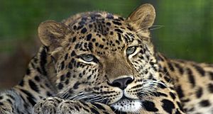 Archivo:Amur Leopard Pittsburgh Zoo