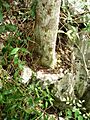 Aralia rex base