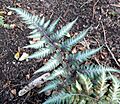 Athyrium niponicum pictum 2