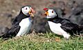 Atlantic Puffins, Scotland