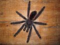 Avicularia urticans (6)