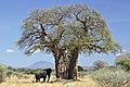 Baobab and elephant, Tanzania