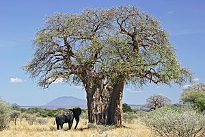Archivo:Baobab and elephant, Tanzania