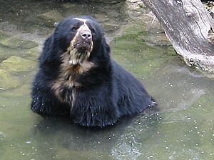 Archivo:Brillenbär