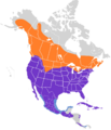 Buteo jamaicensis map