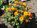 Calendula officinalis 3517
