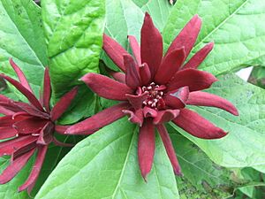 Archivo:Calycanthus floridus