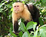 Archivo:Capuchin Costa Rica2