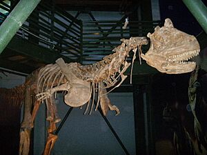 Archivo:Carnotauro Creta