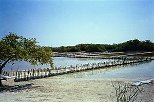 Archivo:Celestún salinas