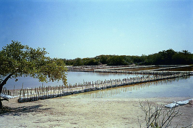 Celestún salinas