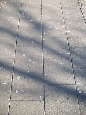 Archivo:Chewing gum on a sidewalk in Reykjavík