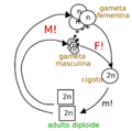 Ciclo de vida diplonte