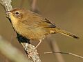 Common yellowthroat female