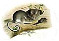 Conilurus albipes - Gould