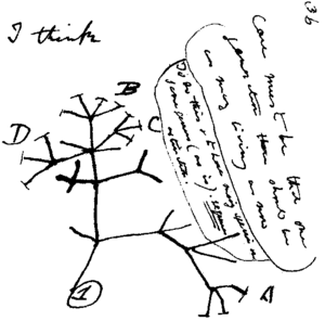 Archivo:Darwin tree cut