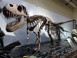 Dinosaurios en el Museo Nacional de Ciencias Naturales de Madrid, España, 2017 04.jpg