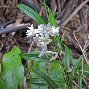 Archivo:Easter orchid (Earina autumnalis)