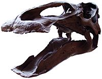 Archivo:Edmontosaurus skull 7