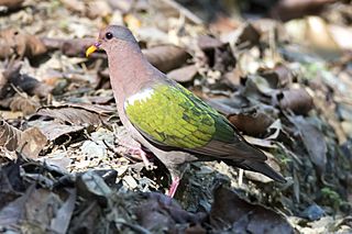 Emerald dove (11724939055).jpg