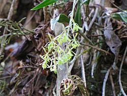 Epidendrum conopseum 2.jpg