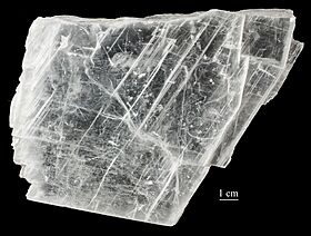 Estonian Museum of Natural History Specimen No 176124 photo (g286 g286-121 1 jpg).jpg