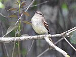 Archivo:Euler's Flycatcher, Itanhaém--Mata de Bopiranga, São Paulo, Brazil (cropped)